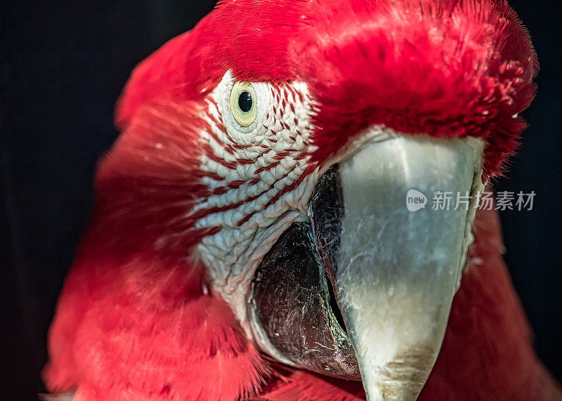 红色金刚鹦鹉又名Arara vermelha，异国情调的巴西鸟-红色金刚鹦鹉的头的特写照片